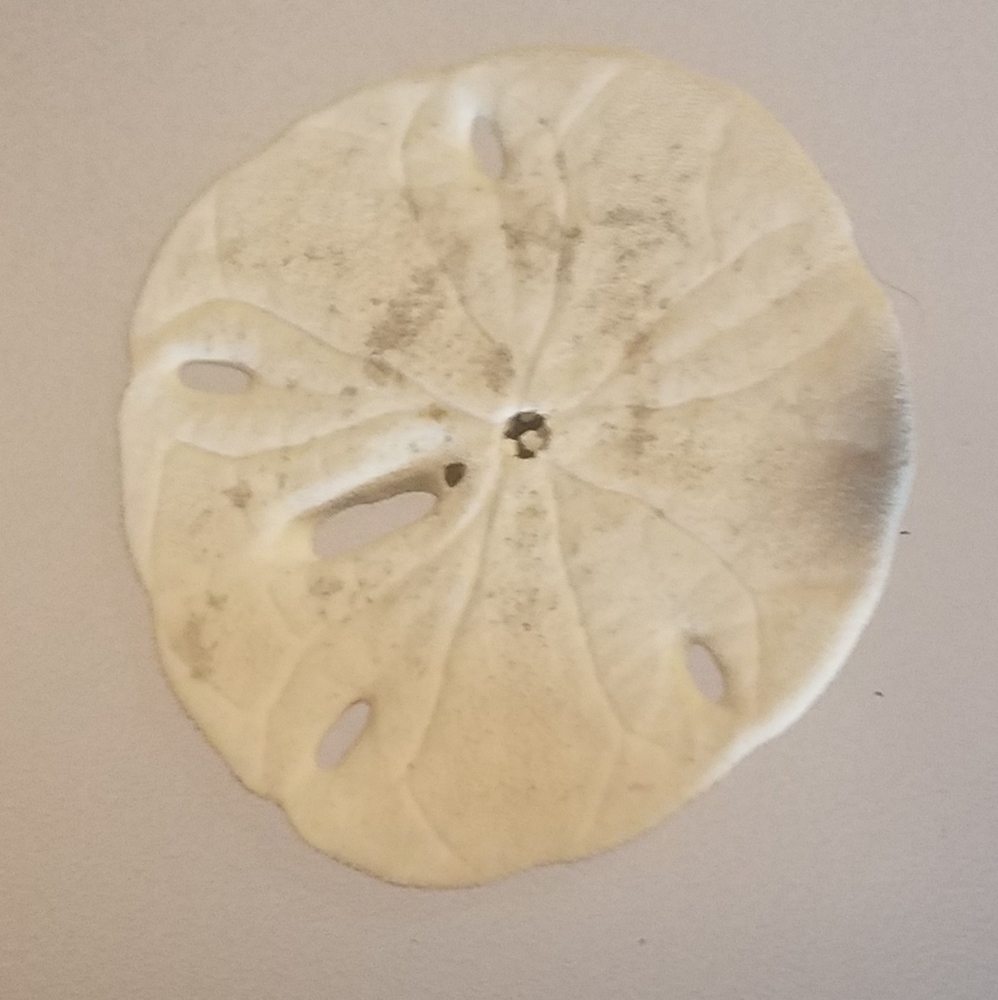 3 Sand Dollars - Picture 7 of 7